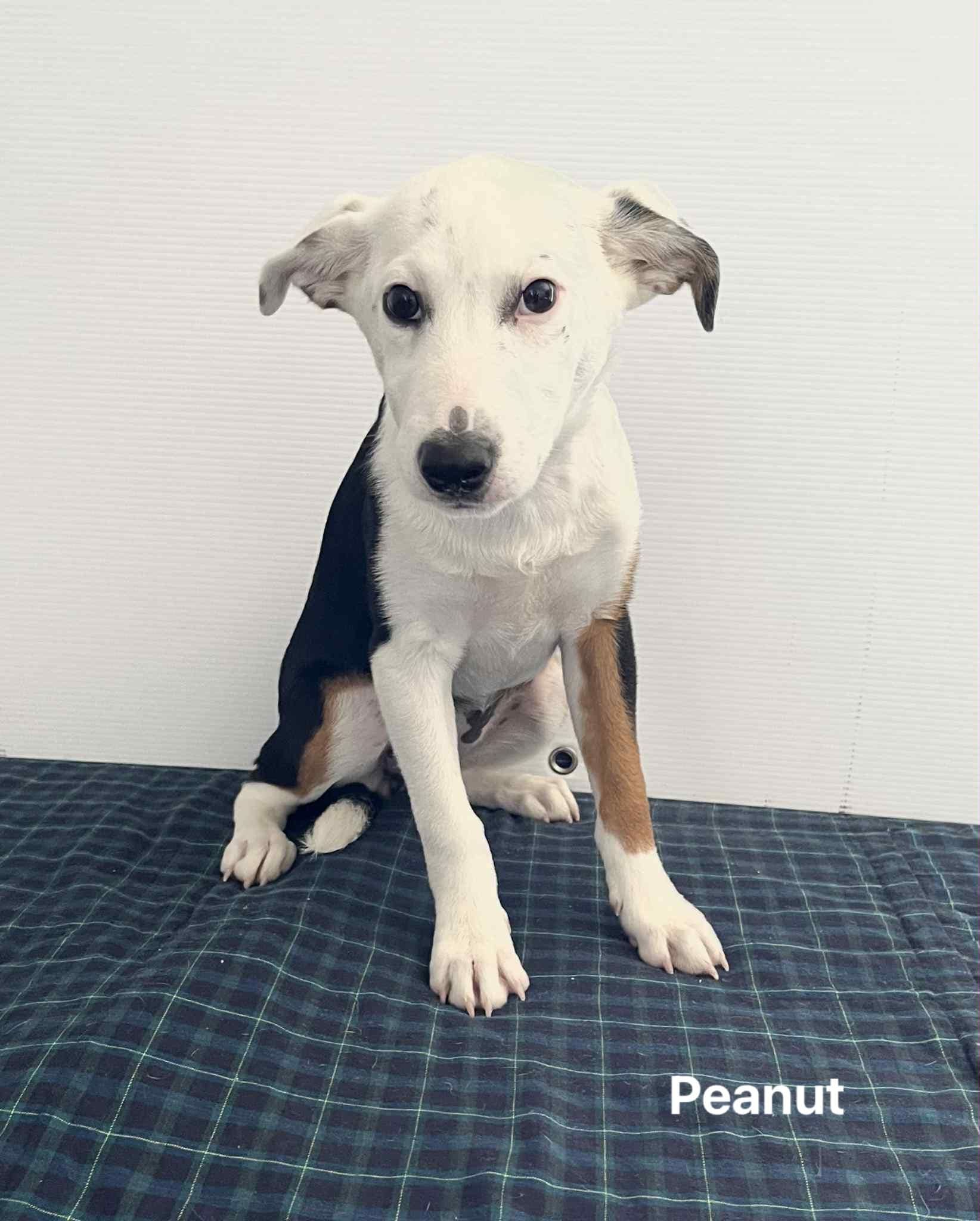 Peanut Peanut